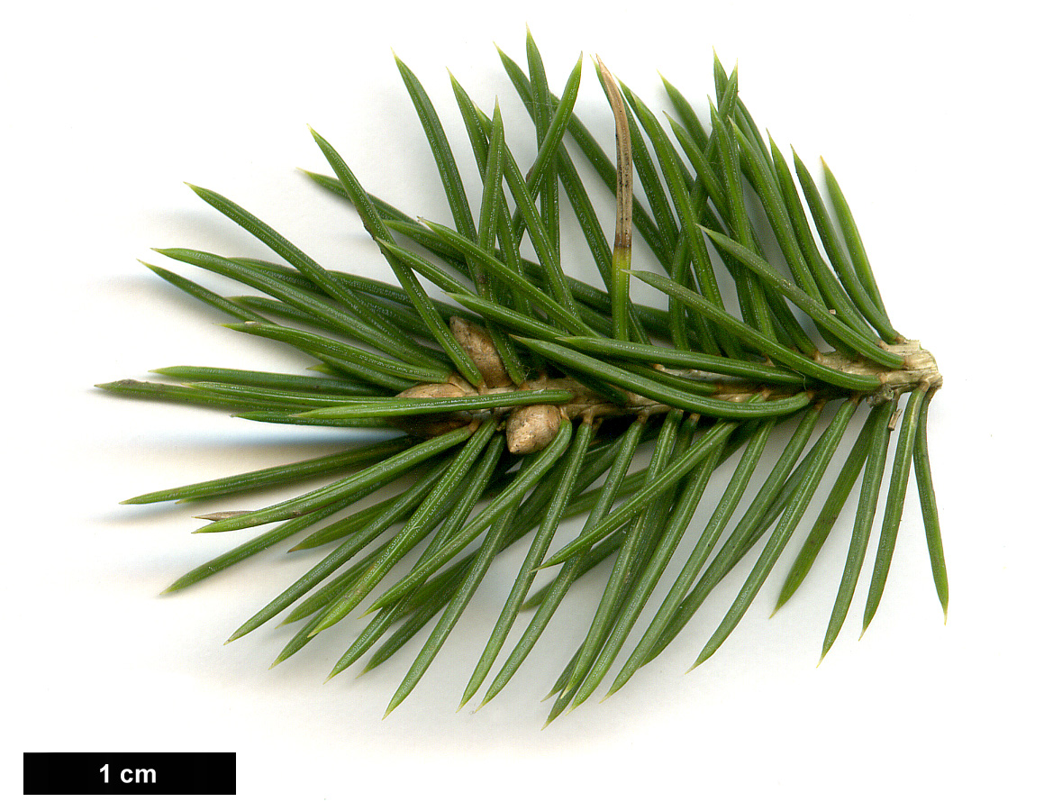 High resolution image: Family: Pinaceae - Genus: Picea - Taxon: schrenkiana